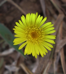 Felicia mossamedensis