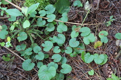 Rubus dalibarda