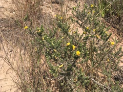 Aspalathus cymbiformis
