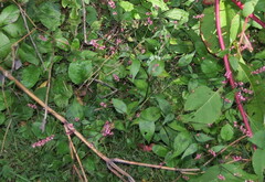 Persicaria posumbu