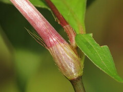 Persicaria posumbu