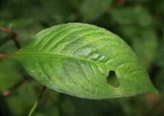 Persicaria posumbu
