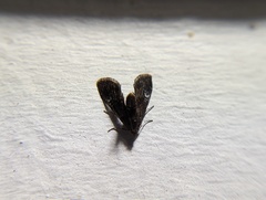 Elophila tinealis