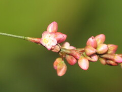 Persicaria posumbu