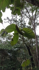Prestonia mexicana