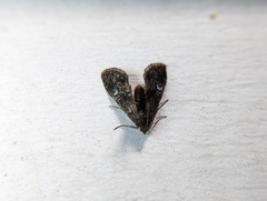 Elophila tinealis