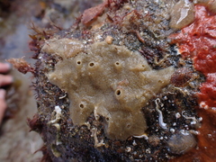 Porifera