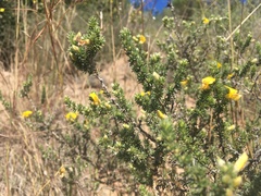 Aspalathus cymbiformis
