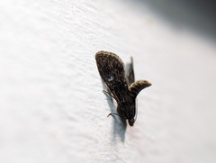 Elophila tinealis