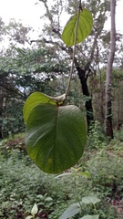 Prestonia mexicana