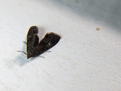 Elophila tinealis