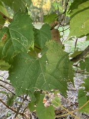 Vitis vulpina