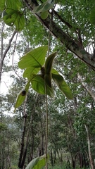 Prestonia mexicana