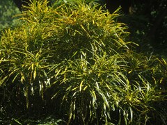 Codiaeum variegatum pictum