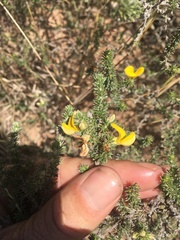 Aspalathus cymbiformis