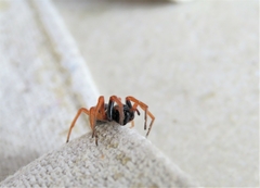 Trachelopachys