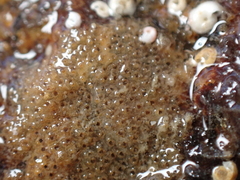 Cryptosula pallasiana