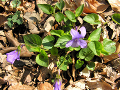 Viola reichenbachiana