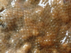 Bryozoa