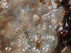 Bryozoa