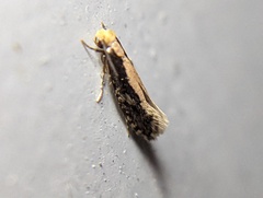 Monopis crocicapitella