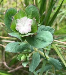 Pimelea humilis