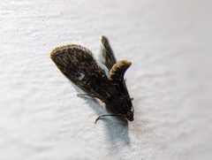 Elophila tinealis