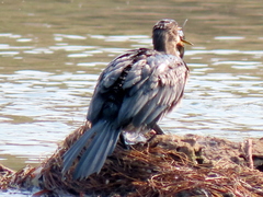 Microcarbo africanus africanus