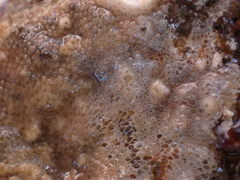 Bryozoa