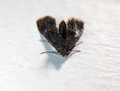 Elophila tinealis