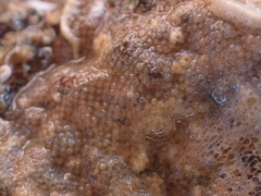 Bryozoa