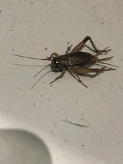 Loxoblemmus doenitzi