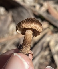 Inocybe australiensis
