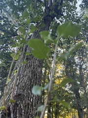 Crataegus phaenopyrum