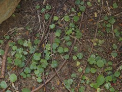 Hydrocotyle sibthorpioides