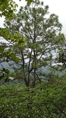 Pinus oocarpa