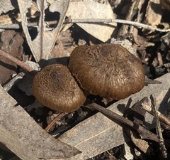 Inocybe australiensis