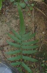 Christella acuminata