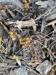 Drosera monticola