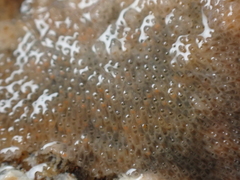 Bryozoa