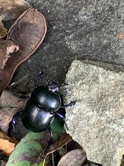 Trypocopris pyrenaeus