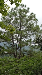 Pinus oocarpa