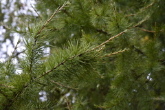 Larix sibirica