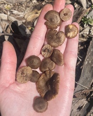 Inocybe australiensis