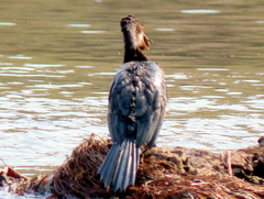 Microcarbo africanus africanus
