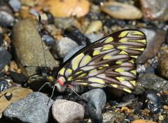 Catasticta seitzi seitzi