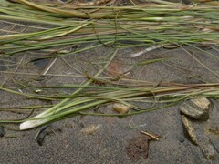 Zostera