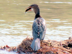 Microcarbo africanus africanus