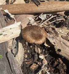 Inocybe australiensis