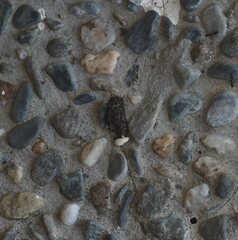 Hemidactylus frenatus